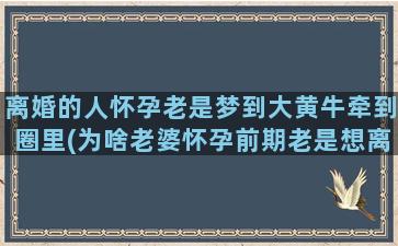 离婚的人怀孕老是梦到大黄牛牵到圈里(为啥老婆怀孕前期老是想离婚)